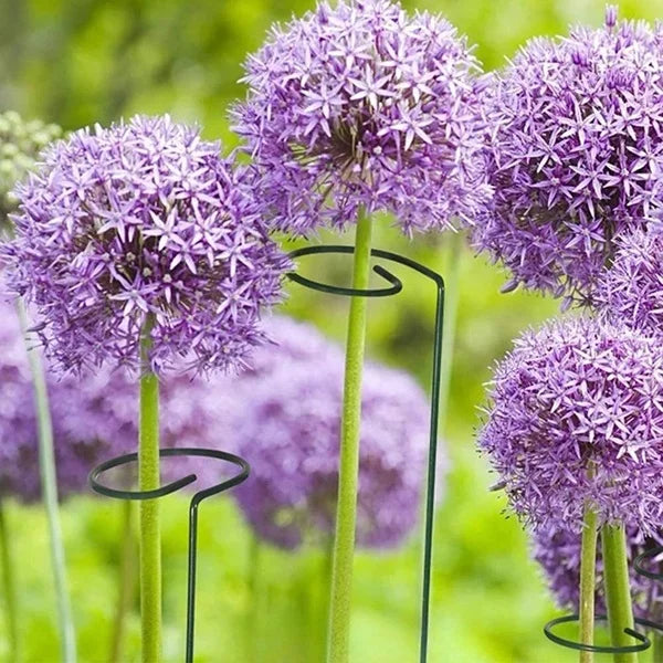 Garden Plants Support Stakes, Sturdy Metal Construction for Strong and Healthy Garden Plants (Pack Of 2)