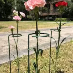 Three Plants Stakes rust-resistant steel displayed in the Garden. Better quality and price than other Market Places like Amazon and Meesho.